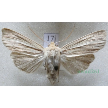 Mythimna impura (Hübner, 1808) Mokradlica bezwstydniczka Czech17j